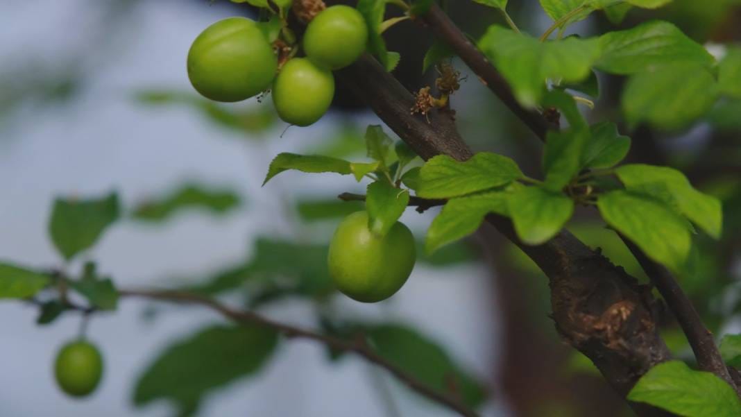 Tanesi 1000 liradan daha pahalı: Talebe yetişilmiyor 3